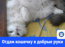 Кошку в добрые руки отдают в Волгодонске 