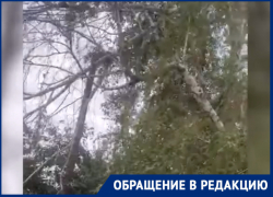 Повисшее бревно может упасть на чью-то голову, - жители переулка Макаренко