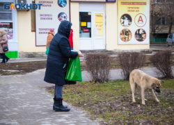 Методы обращения с бездомными собаками намерены изменить в Ростовской области на законодательном уровне