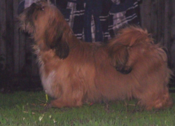 Волгодонца покусала собака