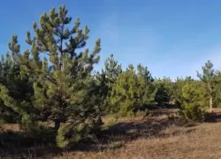 В Волгодонске особо настойчивым браконьерам-лесорубам может грозить срок лишения свободы