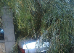 В Волгодонске дерево упало на машину