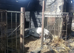 В Волгодонске во время пожара заживо сгорел конь − читатель «Блокнота»