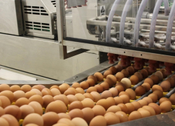 Птицефабрике имени Черникова грозит банкротство