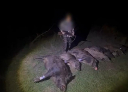 Полмиллиона рублей обязан выплатить кровожадный браконьер за расстрел восьмерых кабанов в Семикаракорском районе 