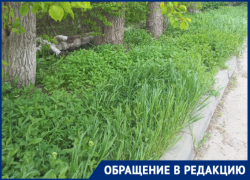 «А когда в городе начнут косить траву?»: жители старой части Волгодонска