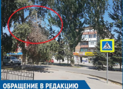 Сухая ветка повисла над пешеходной дорожкой по улице Ленина