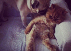 Яша - 74-й участник конкурса «Самый красивый кот Волгодонска»