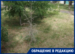 «Стоят мёртвые»: жители Волгодонска жалуются на погибшие ели в сквере Лесников