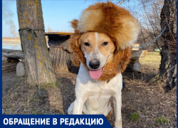 «Вышла из леса на окраине Романовской после погони»: редкая собака породы русская пегая гончая осталась без хозяина 