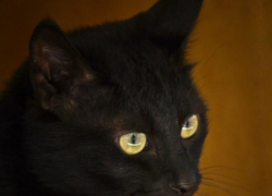 Суслик - 80-й участник конкурса Самый красивый кот Волгодонска