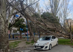  Сильный порывистый ветер валит деревья в Волгодонске