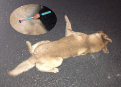 В Волгодонске у входа в «Платинум» собаку убили самодельным дротиком с ядом