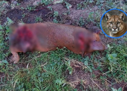 Пуму из Цимлянского района объявили в розыск: в Минприроды дали разрешение на отлов сбежавшего зверя