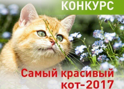 Заканчивается прием заявок в конкурсе «Самый красивый кот-2017»