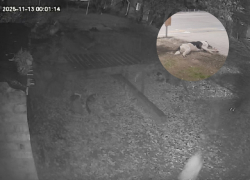 Стая одичавших собак растерзала домашнего кота Марсика на Морской, псы уже нападают и на людей