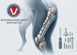 Встать на лапки без боли: остеосинтез в Ветеринарном центре спасает питомцев после тяжелых травм 