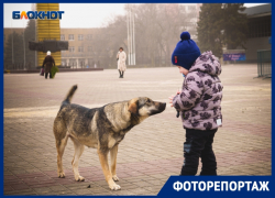 Дикие звери или безобидные создания: могут ли бездомные собаки и люди мирно сосуществовать в Волгодонске?