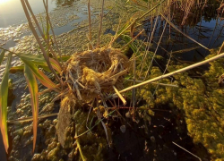 Вдоль реки Сухой установили искусственные гнезда для птиц