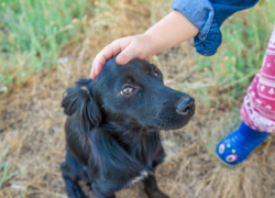 Клещи чаще кусают людей в старом городе, а собаки - в новой части Волгодонска