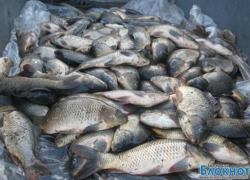 Жителя Волгодонска задержали с крупной нелегальной партией рыбы