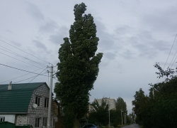 Тополь-убийца ждет своего часа, а власти бездействуют