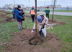 «Мороз не страшен»: отдел охраны окружающей среды Волгодонска заверил, что саженцам ничего не грозит