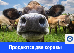 В Волгодонске продают двух дойных коров