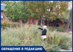 «Амброзия с человеческий рост!»: аллергики Волгодонска задыхаются от не скошенных растений