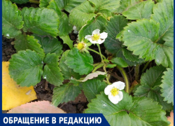 Ботаническое чудо: в Волгодонске зацвела клубника, читатели делятся редким явлением