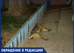 «Рядом с администрацией лежит мертвая собака с пеной из пасти»: волгодонец
