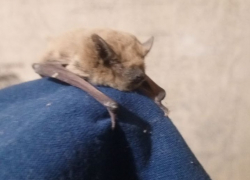 Пролезла к людям в щелку: замерзающую летучую мышку-малютку приютили жители хутора Рябичев