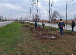 1,5 миллиона на воду: Департамент городского хозяйства рассчитывает, что на полив деревьев денег хватит 