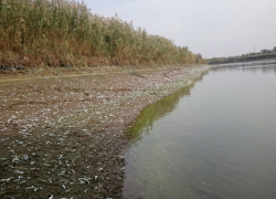 Массовая гибель рыбы в Волгодонске произошла по вине министерства водных ресурсов Ростовской области