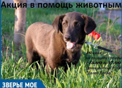 Волгодонцы смогут оказать гуманитарную и финансовую помощь бездомным животным