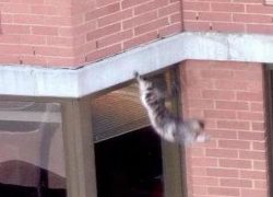 Пожилая волгодончанка выкинула кошку из окна девятого этажа