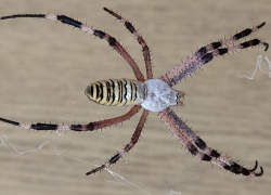 Огромные пауки-осы по воздуху расселяются в Волгодонске с помощью паутинных парашютов 