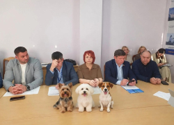 «Есть достаточно жесткие мужчины, которые возьмут ружья»: депутаты из Волгодонска о рисках регулирования численности бездомных собак