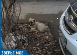 Выпивший волгодонец завел щенка, а протрезвев выкинул его на улицу