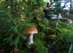 Семейная пара из Волгодонска отравилась грибами