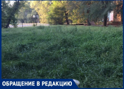 Заросли амброзии засняли волгодонцы во дворе на улице Ленина