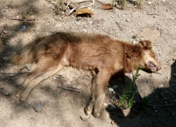 В следующем году Волгодонск потратит 200 тысяч рублей на кремацию погибших животных