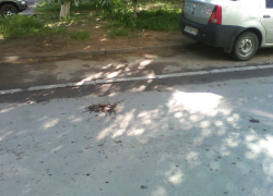 Читатель: «Хулиганство с фекалиями» или «Кто гадит на автомобили и  детские площадки?»