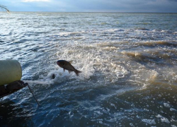 Голодные рыбы-камышееды продолжат пожирать зелень в водоеме Ростовской АЭС