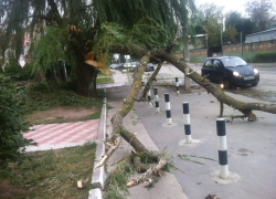 Стихия в Волгодонске разбушевалась - падают ветки и целые деревья