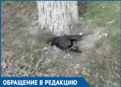 «Мертвый зоопарк» в центре города снял на видео житель Волгодонска 