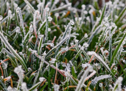 До -4: на Дону ожидаются первые заморозки, возможно затронет и Волгодонск