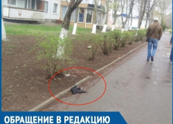 Аллею «мертвых птиц» в центре города высмеяли волгодонцы