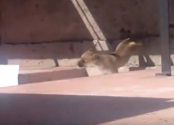 Душераздирающие кадры метаний щенка на балконе «волгодонского живодера» попали в сеть