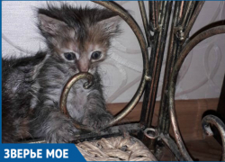 Крохотный котенок Мурзя ищет новый дом